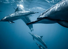 马德里网球公开赛:鲁德击败德雷珀 首获大师赛冠军